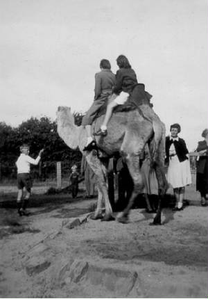 camels1951.jpg