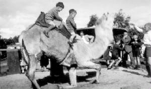 camels1951pro.jpg
