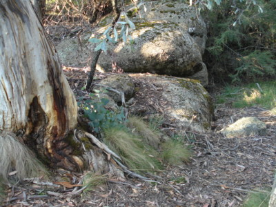 Crystal Brook Falls