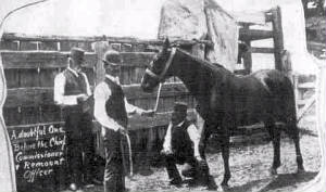 police-addocks1895-horses6.jpg