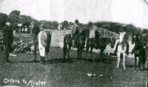 police-paddocks-1895-horses1.jpg