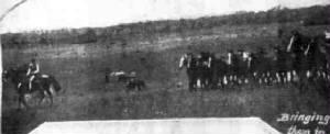 police-paddocks-1895-horses2.jpg